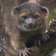 Illustration for article titled Newly-discovered mammal is mix of house cat and a teddy bear